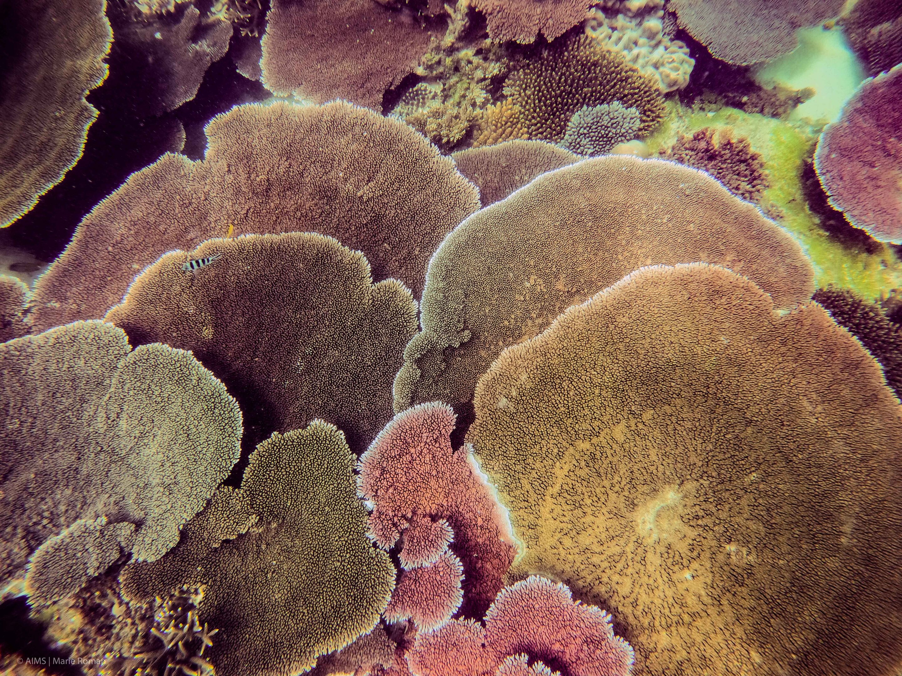 Turning the tables—how table corals are regenerating reefs
