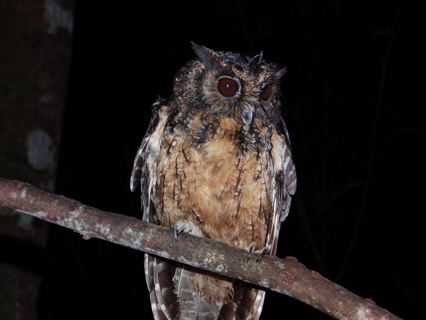 Two new species of already-endangered screech owls discovered in Amazon rainforest