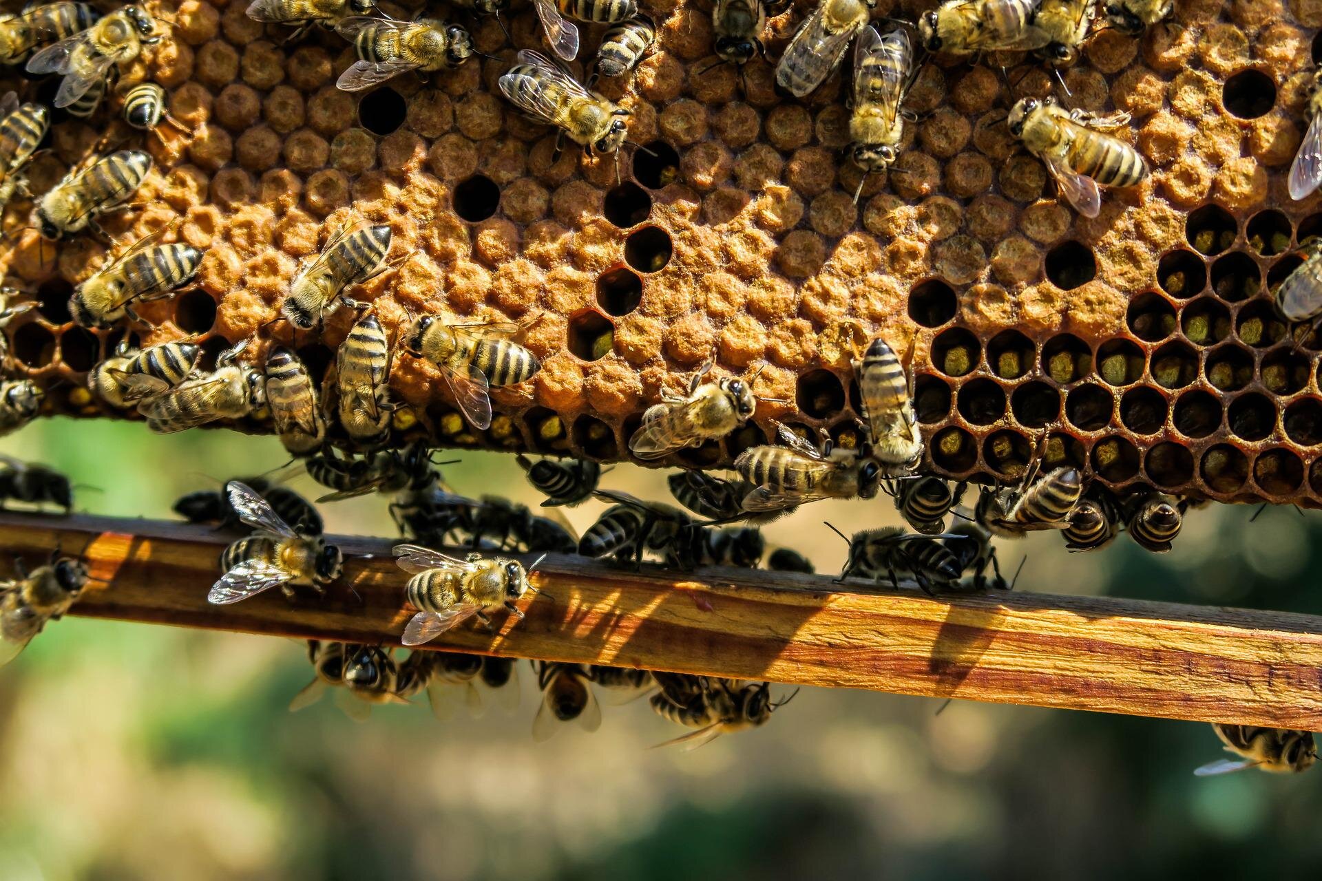 Extreme heat waves threaten honeybee fertility and trigger sudden death