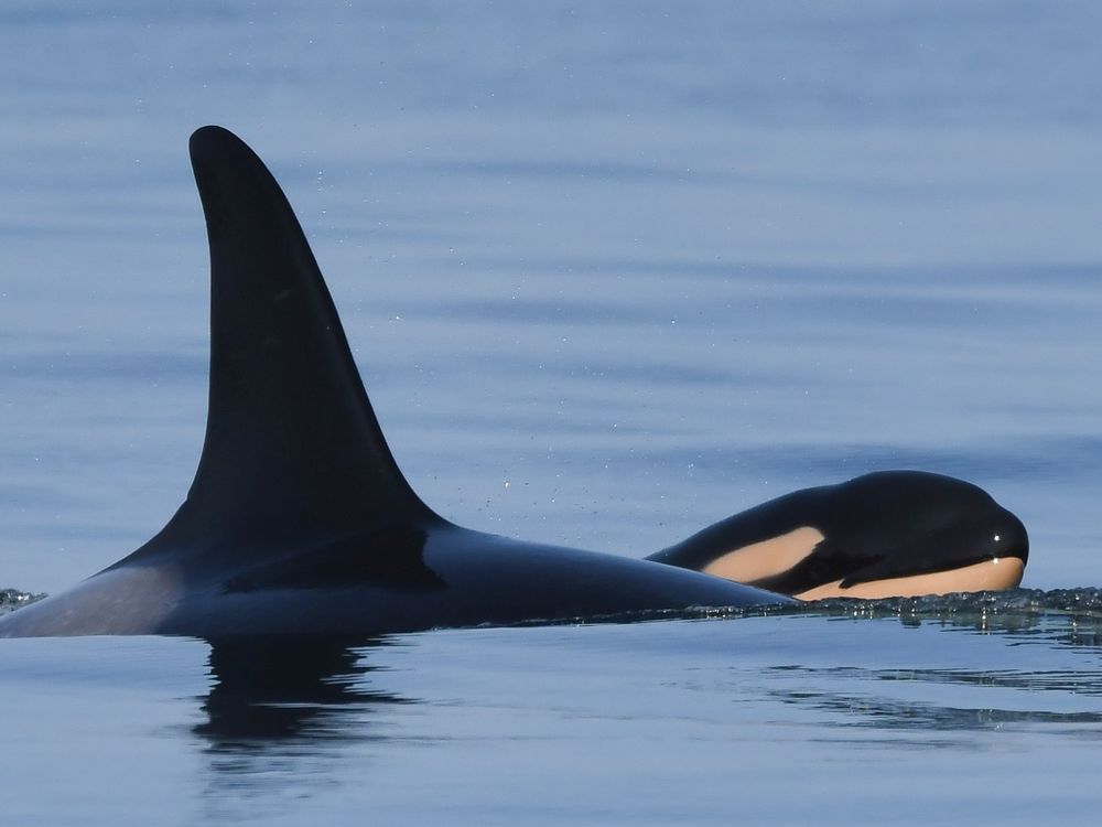 More female southern resident killer whales needed for population growth: scientists