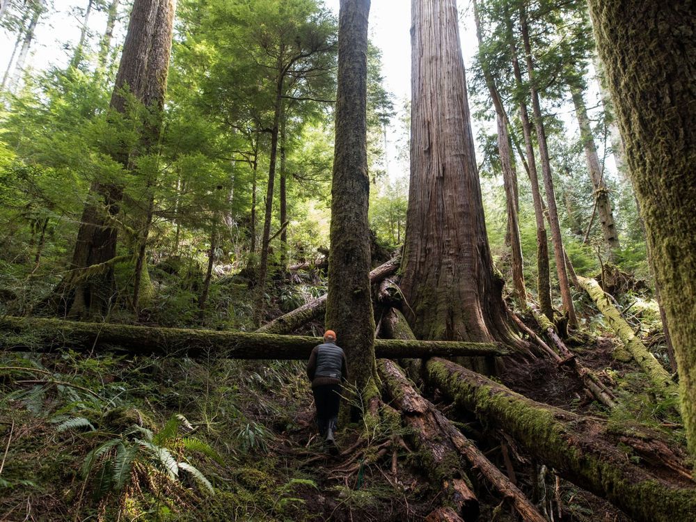 Independent report maps 1.3 million hectares of at risk old-growth forest