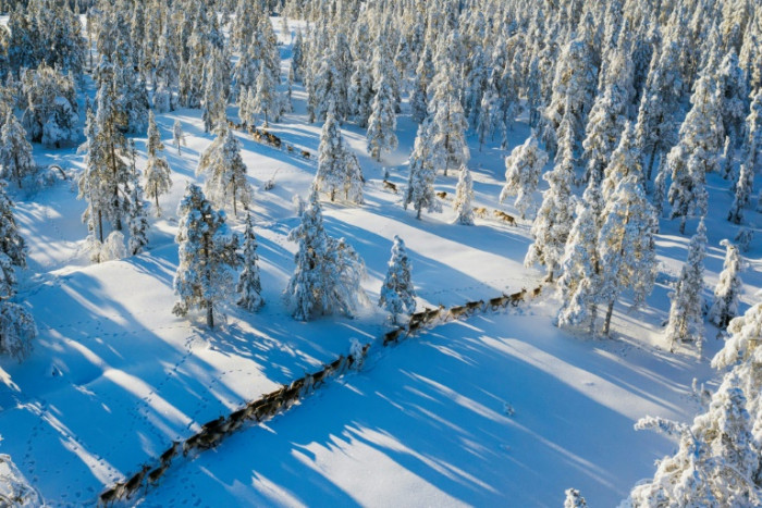 Climate change forces Sami reindeer herders to adapt