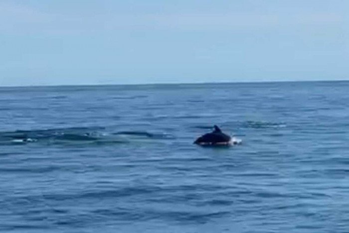 20 dolphins spotted near Koh Tao