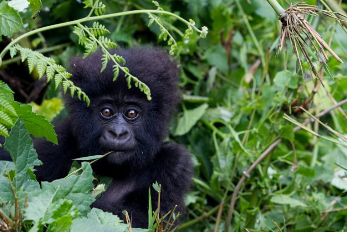 Gorilla among 200 endangered species threatened by conflict