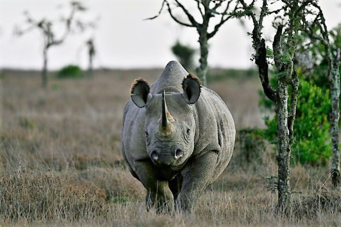'Rhino bond' charges onto markets to save S. African animals