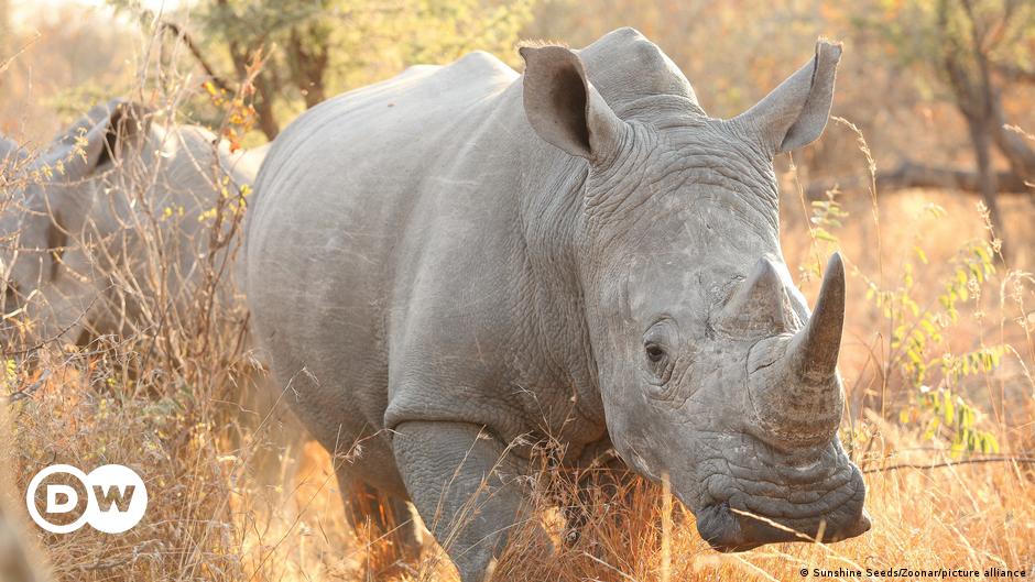 South Africa: Rhino killings on the rise after lockdown curbs ease