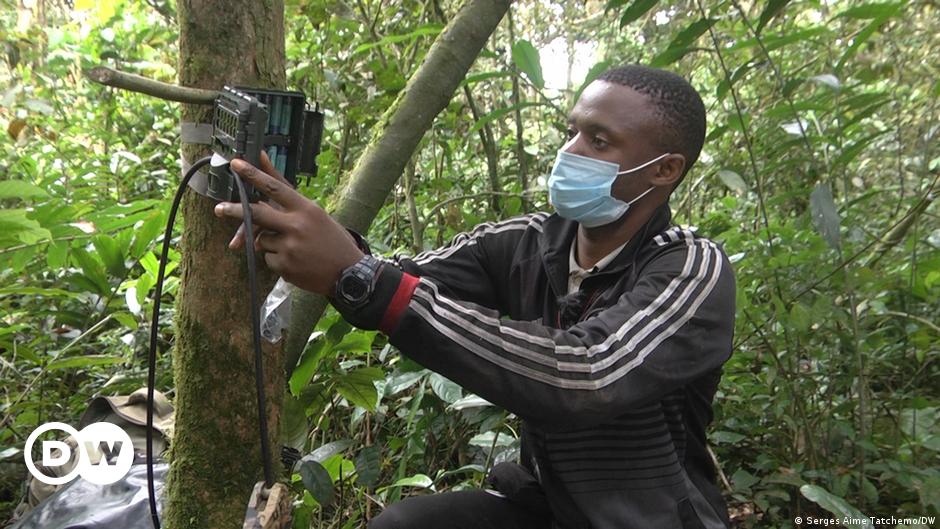 Protecting rare gorillas in Cameroon