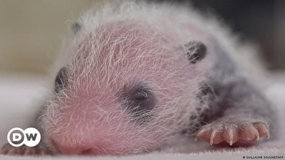 Giant panda gives birth to twin cubs at Madrid zoo