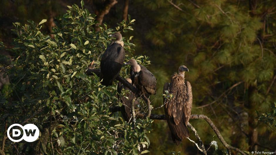 Nepal's vultures get a boost at their own restaurants