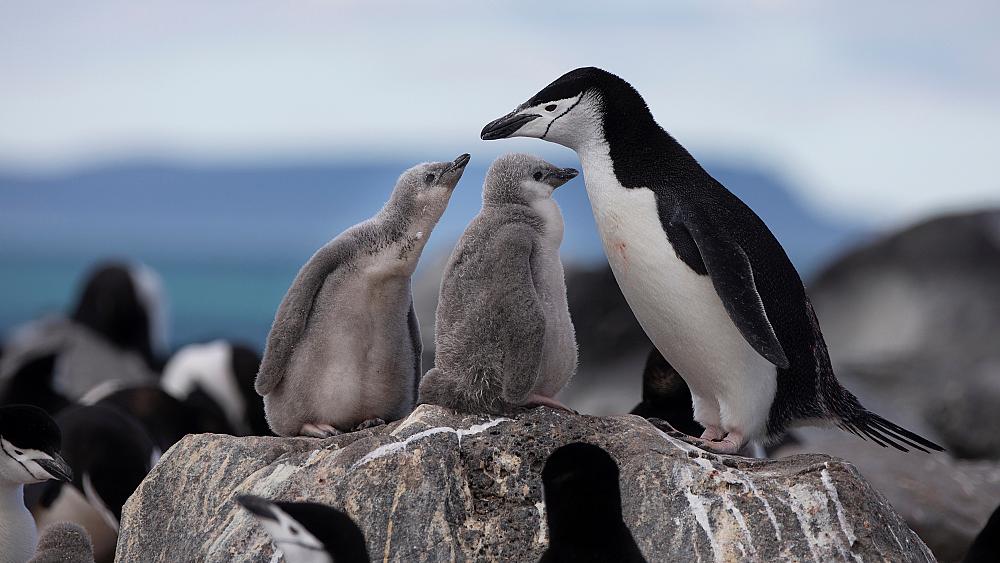 Pop-up sculpture exhibits aim to save penguins who can't find food
