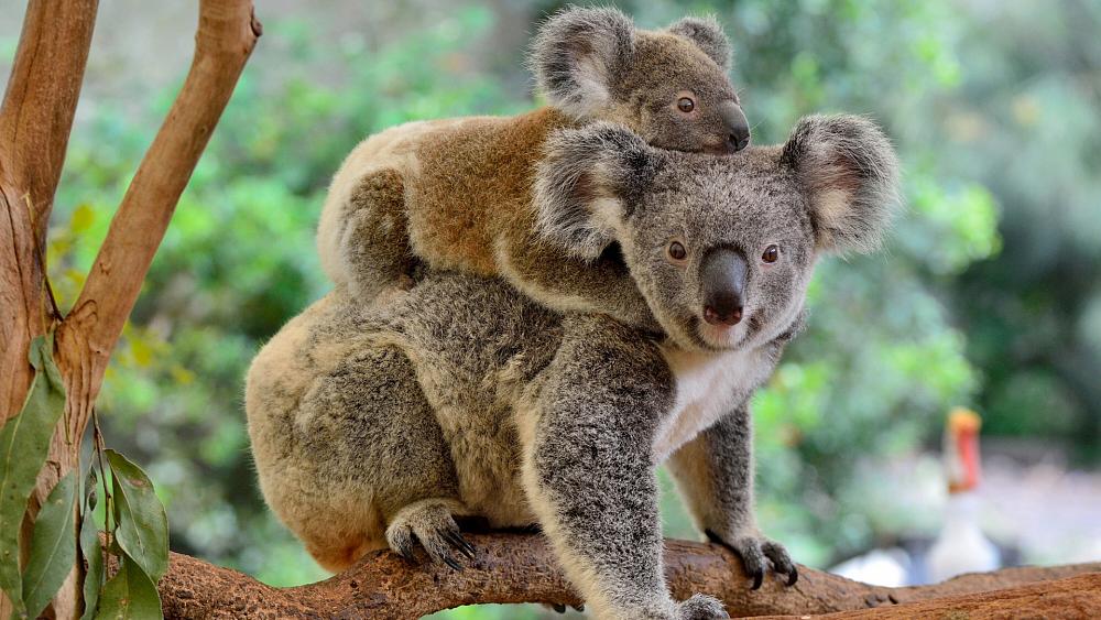 Why 'devastating' loss of koalas could make them extinct by 2050