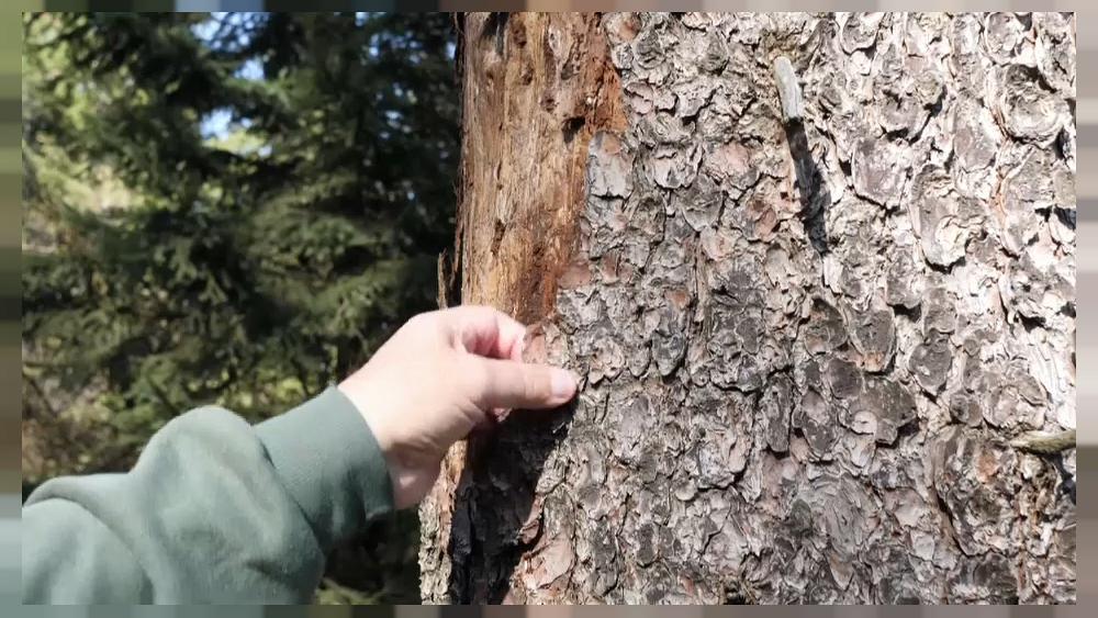 Climate change blamed for death by beetle of German trees