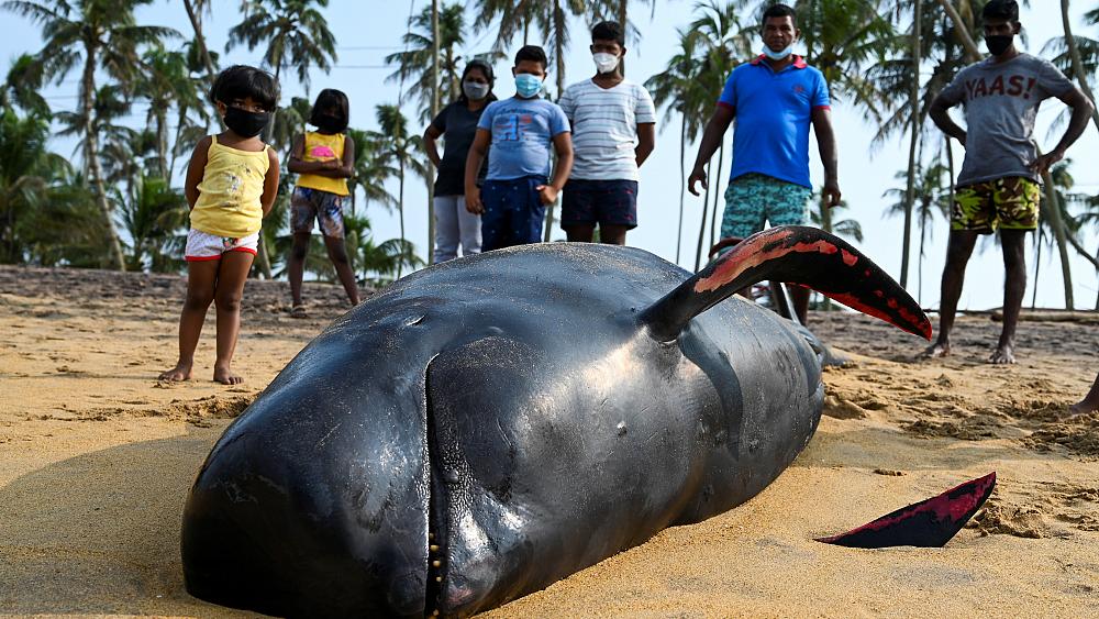 120 whales have been rescued on a beach in Sri Lanka