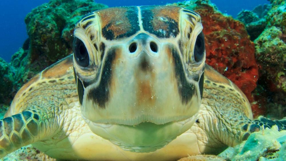 Turtles born with deformities due to toxic chemicals in the Great Barrier Reef