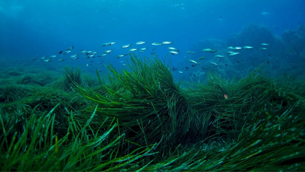 Enormous underwater meadows planted in the UK to fight climate change