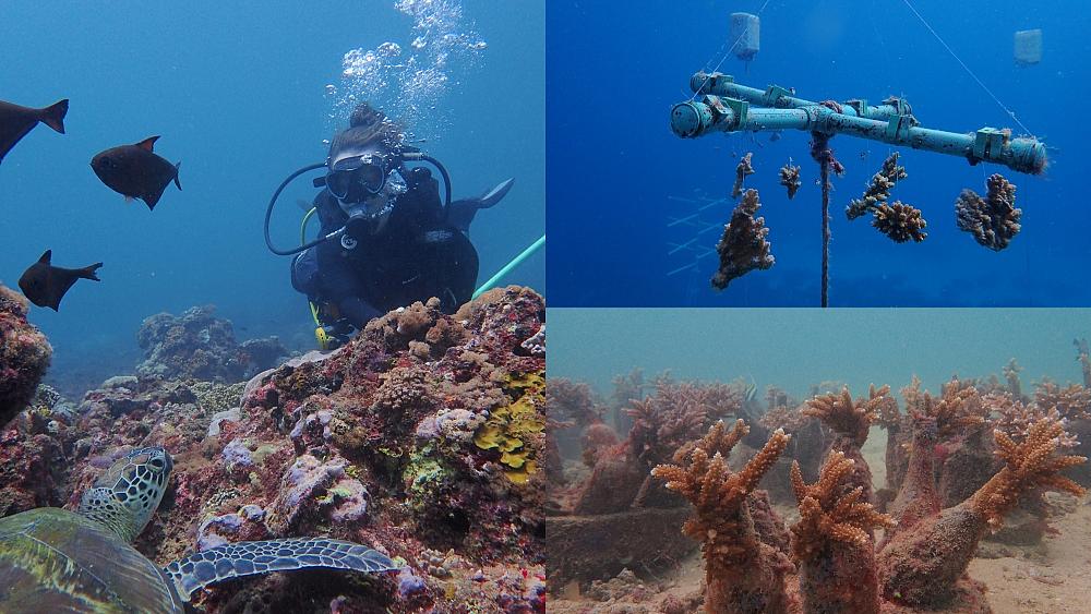 Meet the marine biologist working to save Kenya's coral reefs