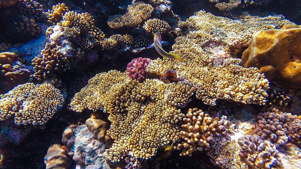 Have scientists found a lifeline for coral reefs bleached by climate change?