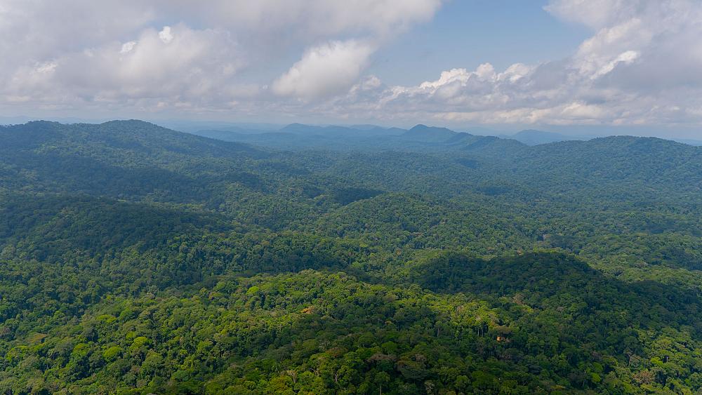 Gabon is the first African country to get paid for reducing carbon emissions