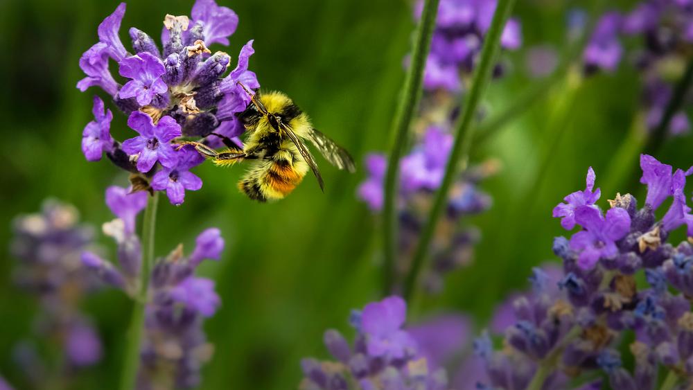 Weeds for the win: How to turn your garden into a haven for insects