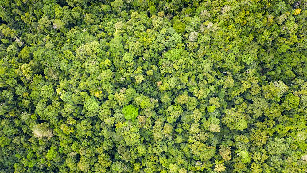 Why has Indonesia ended a multi-million euro forest protection deal with Norway?