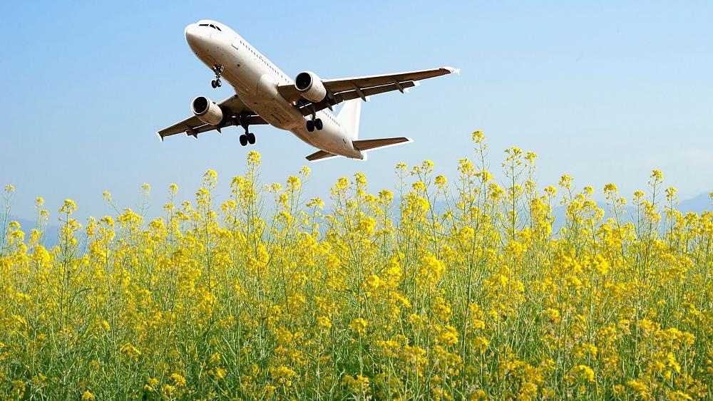 Mustard-powered planes could cut carbon emissions by nearly 70%