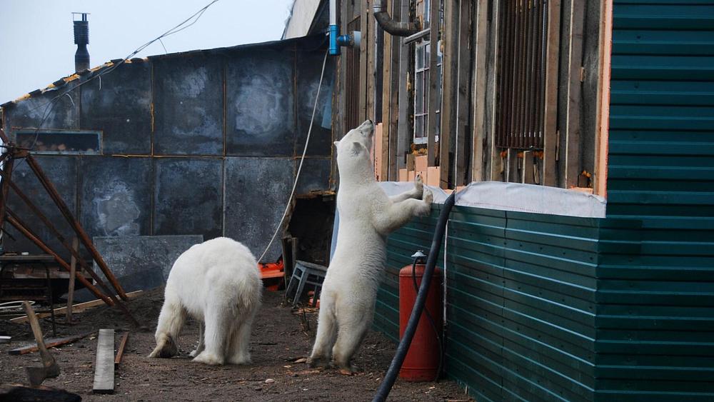 Climate change is bringing polar bears dangerously close to humans