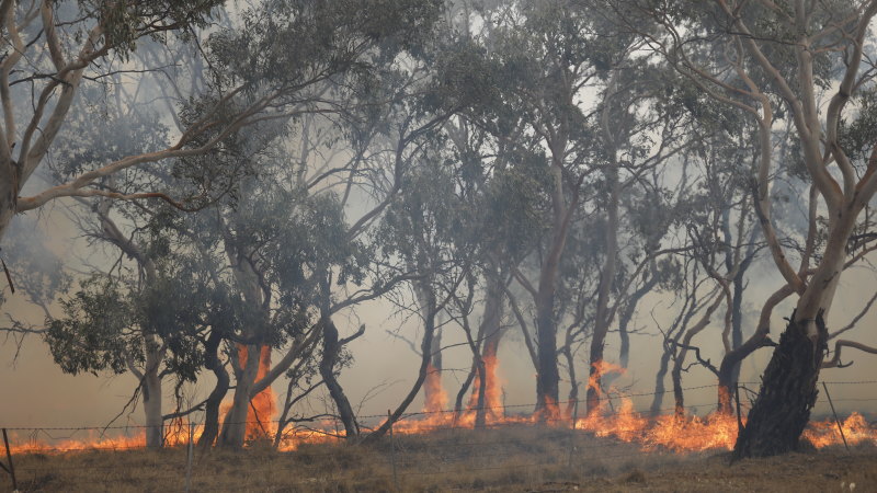 'Exceptionally harsh season': IAG profit slumps 43pc after bushfires