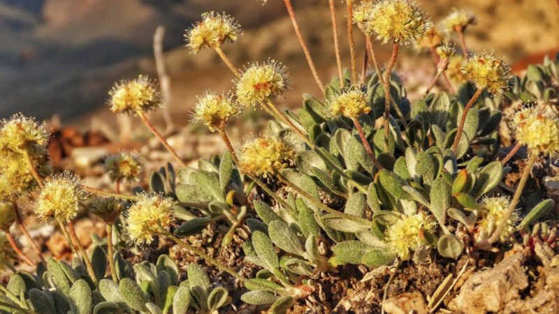 Ultra-rare wildflower stops Australian lithium company in its tracks