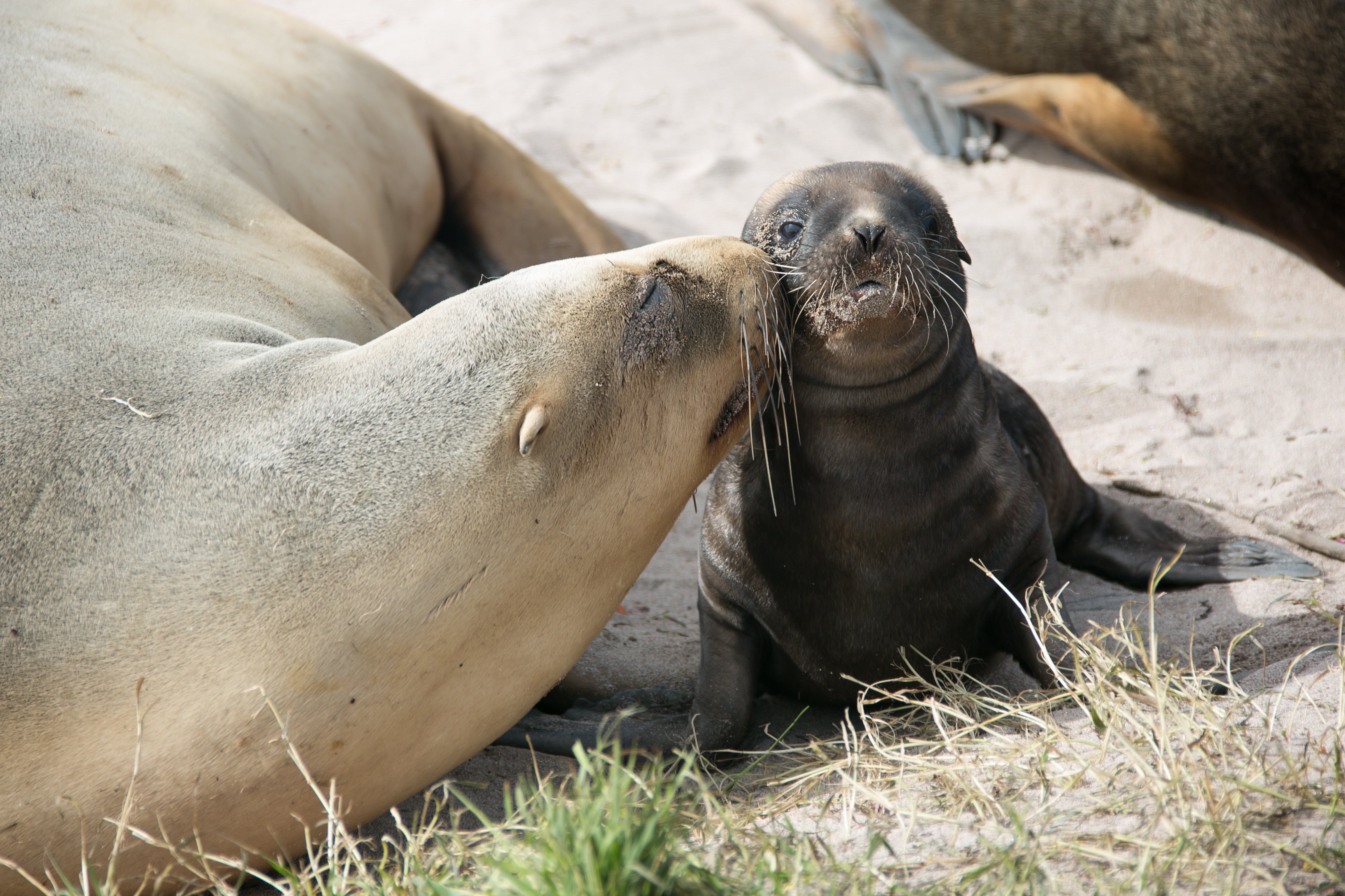 New Zealand city closes busy road for a month to let sea lion family nest