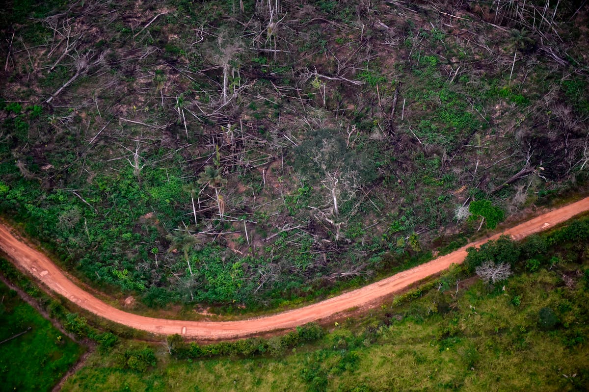 Deforestation: Consumption habits of person in rich country drives loss of ‘four trees each year’