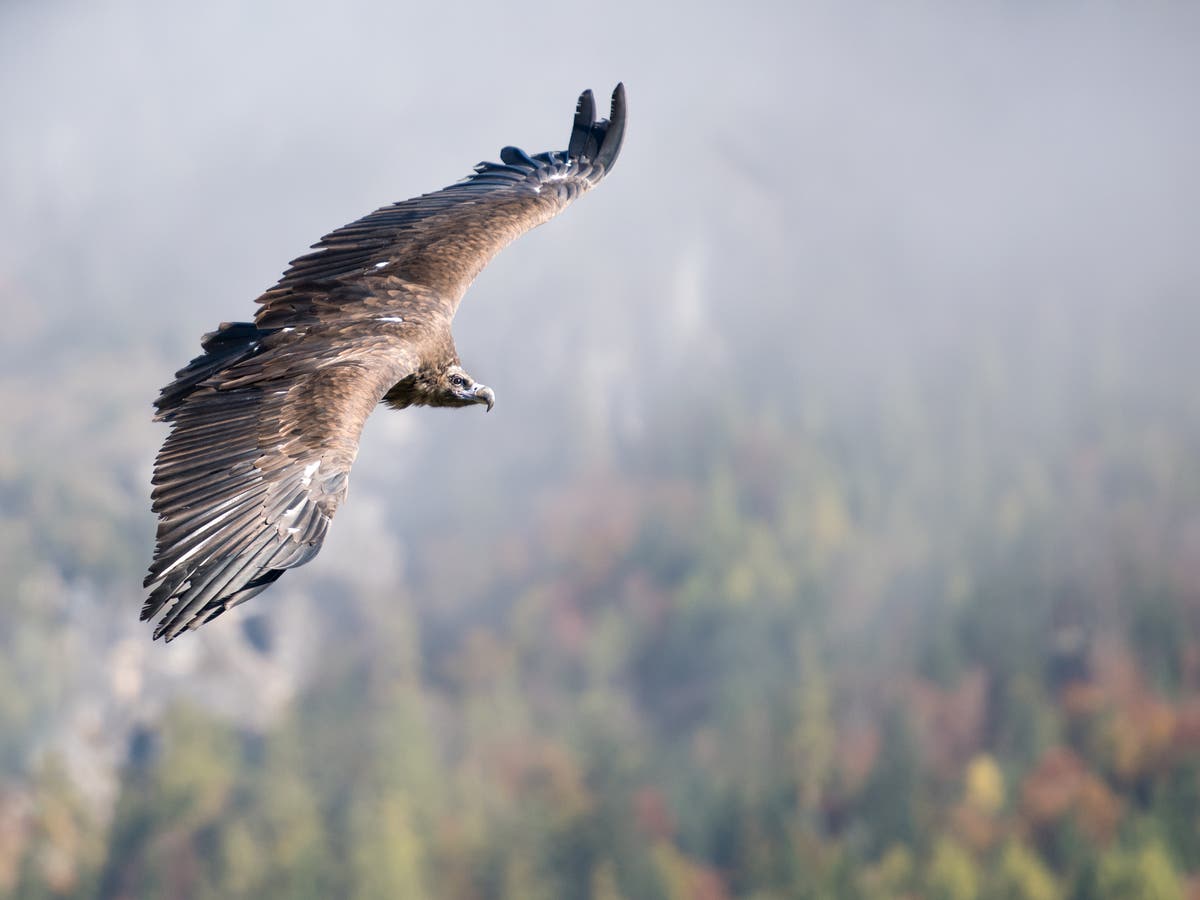 Rare European vultures being killed by anti-inflammatory livestock drug