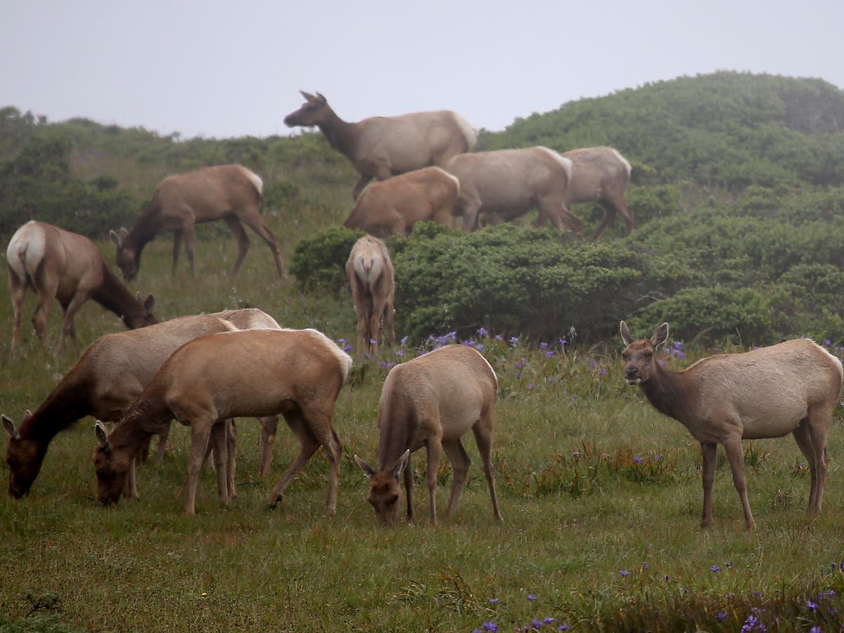 Dozens of rare elk die in California due to drought linked to climate crisis