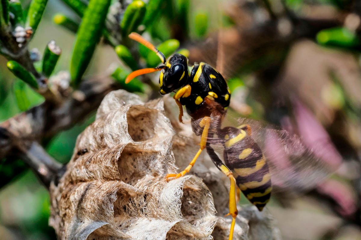 ‘What do they do for us?’: Why I love wasps and you should too