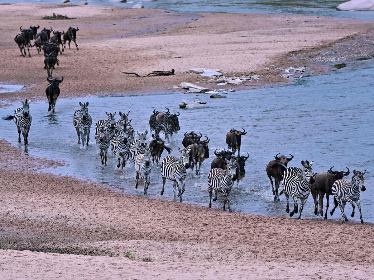 Kenya’s pastoralist communities have proved resilient to Covid — and that’s good news for Africa’s wildlife