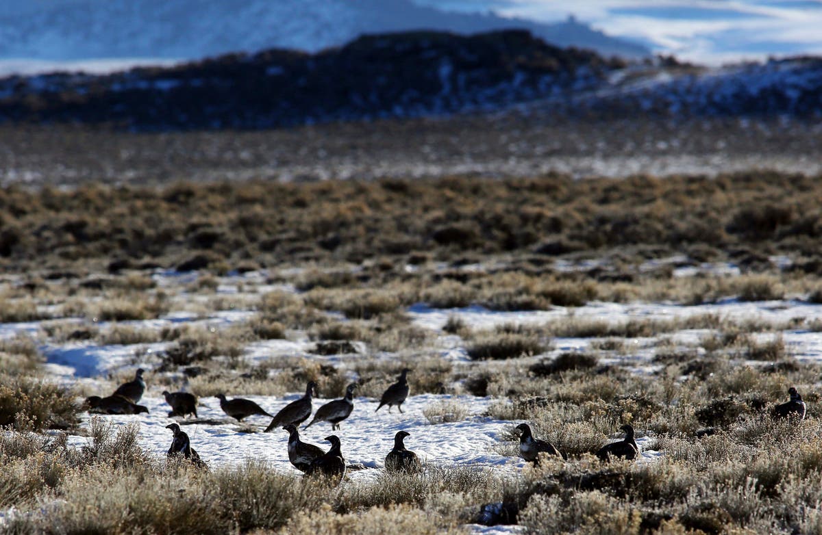 Judge blocks drilling plans in 2 states, citing bird habitat