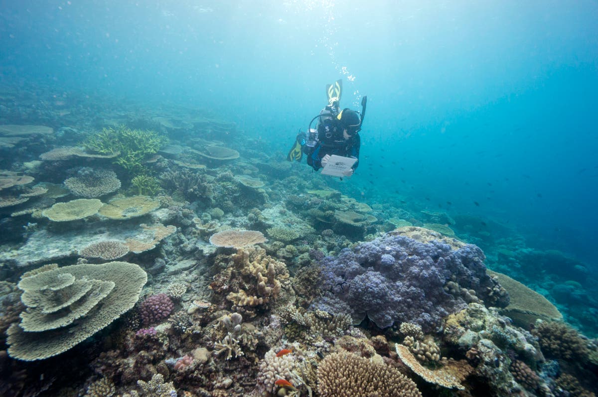 Australia succeeds in delaying Unesco downgrade of Great Barrier Reef