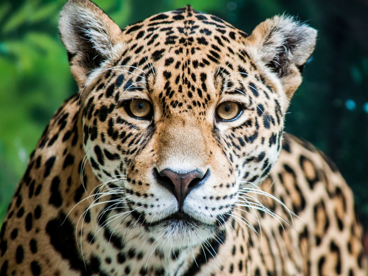 Declare ‘peak poultry’ to save jaguar and giant armadillos from extinction, experts say