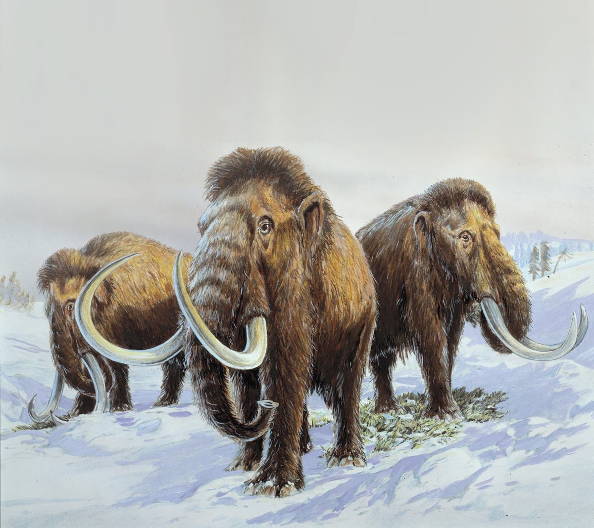 Geneticists aiming to bring woolly mammoths back from dead within next six years