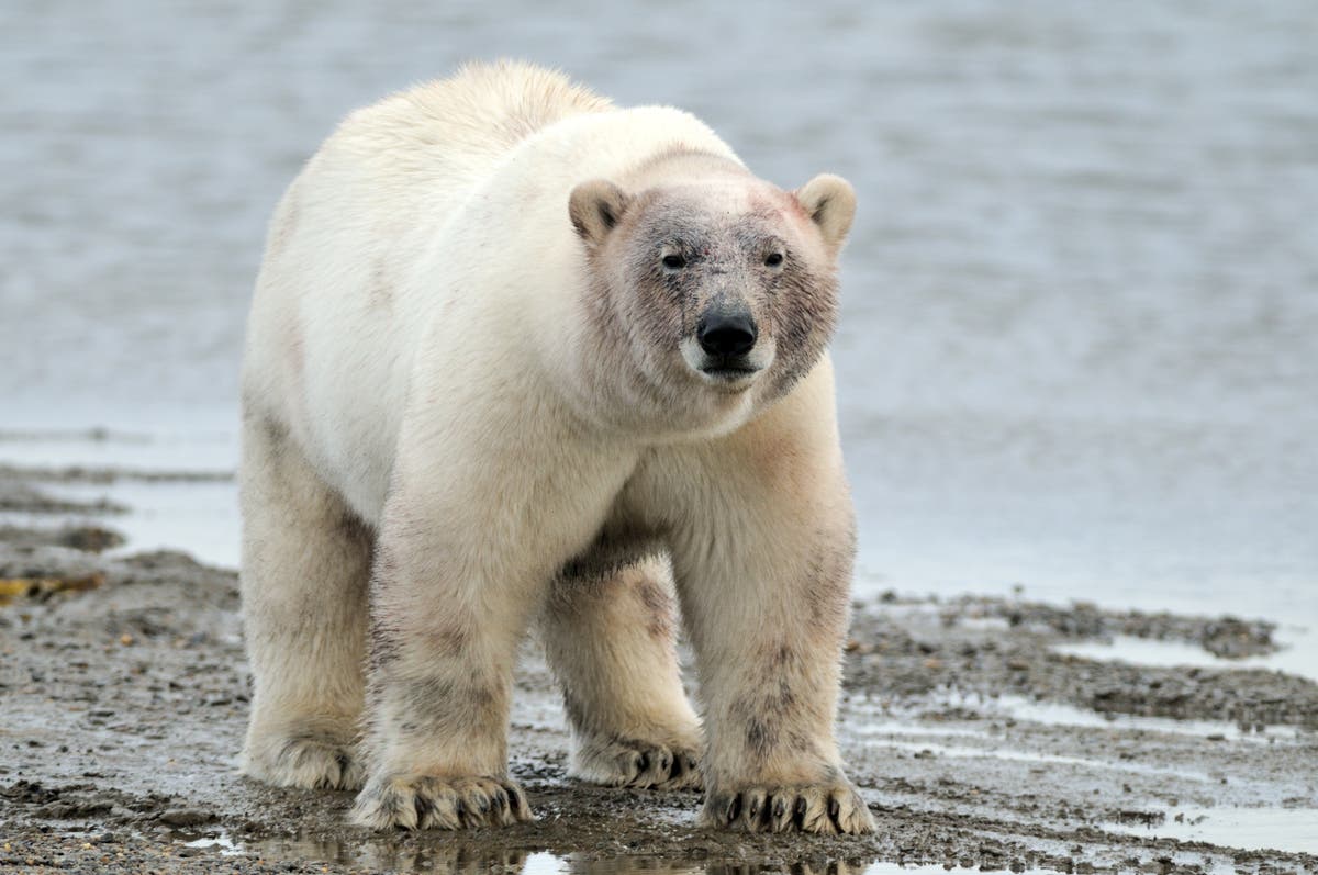Climate crisis forcing polar bears from Alaska to Russia