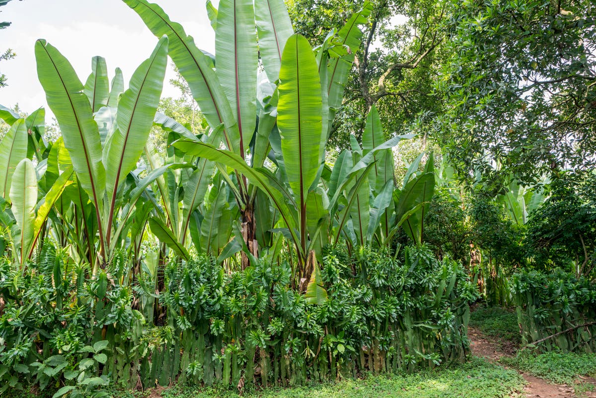 Could Ethiopia’s ‘false banana’ be a wonder crop in face of the climate crisis?