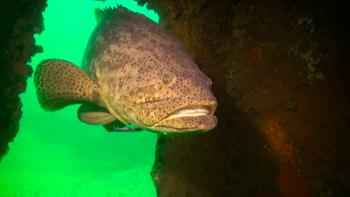 Florida to allow limited fishing of goliath groupers