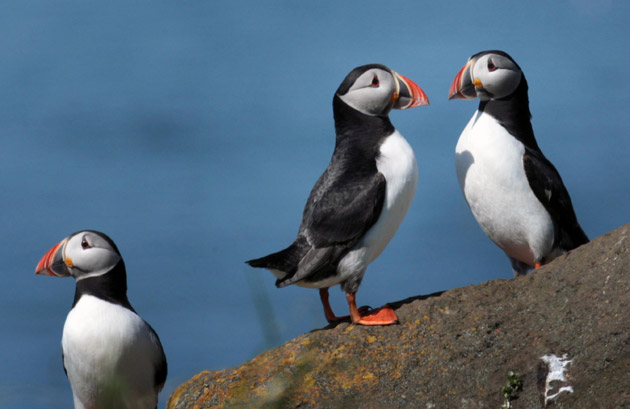 Climate change and overfishing is threatening the future of seabirds