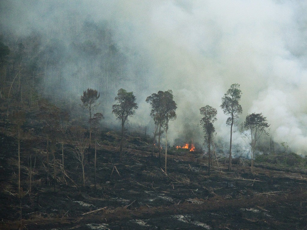 Protecting world’s tropical peatlands could help ‘stop the spread of new diseases’