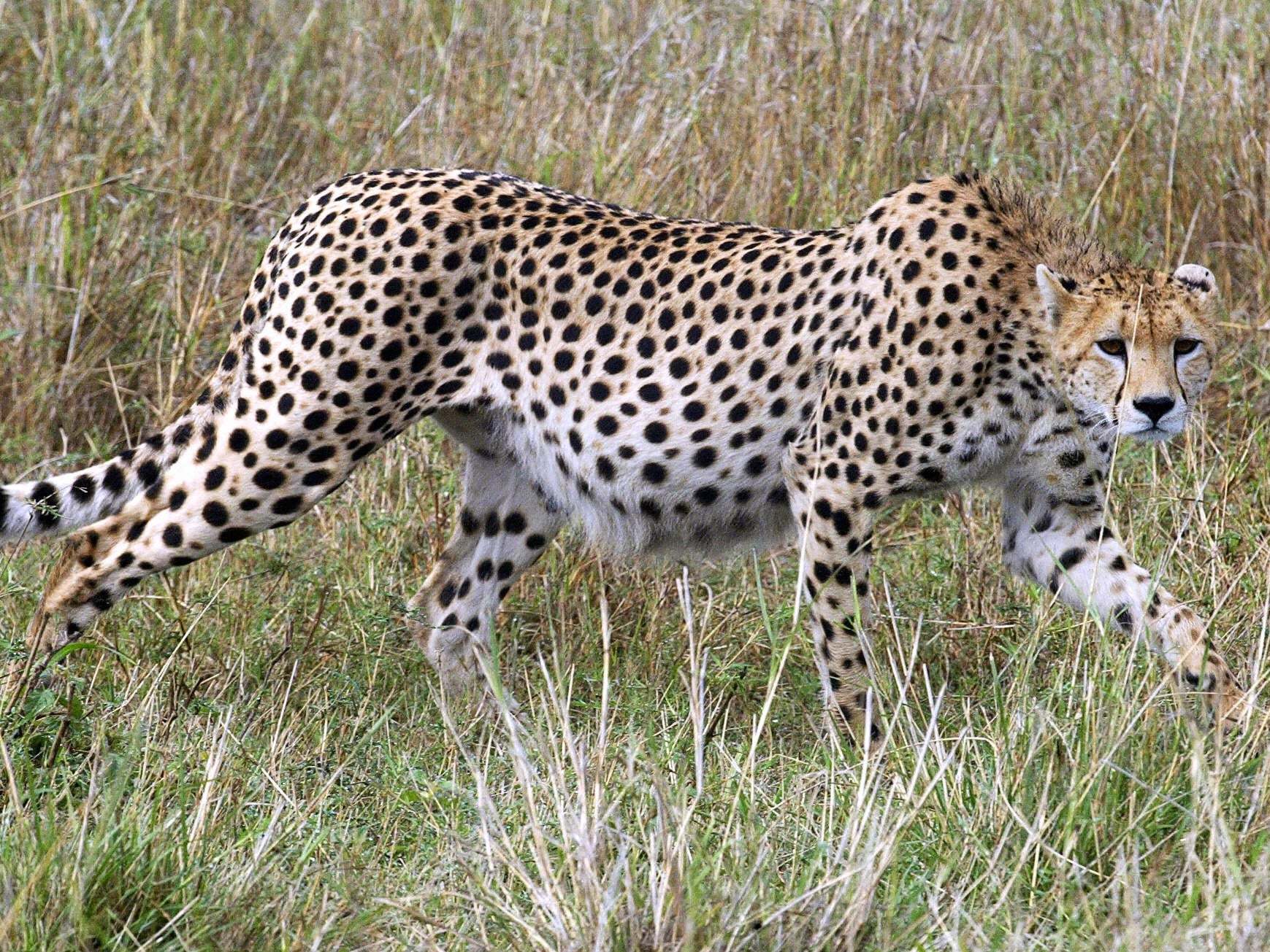 Cheetahs could return to India after being 'hunted to extinction' 70 years ago