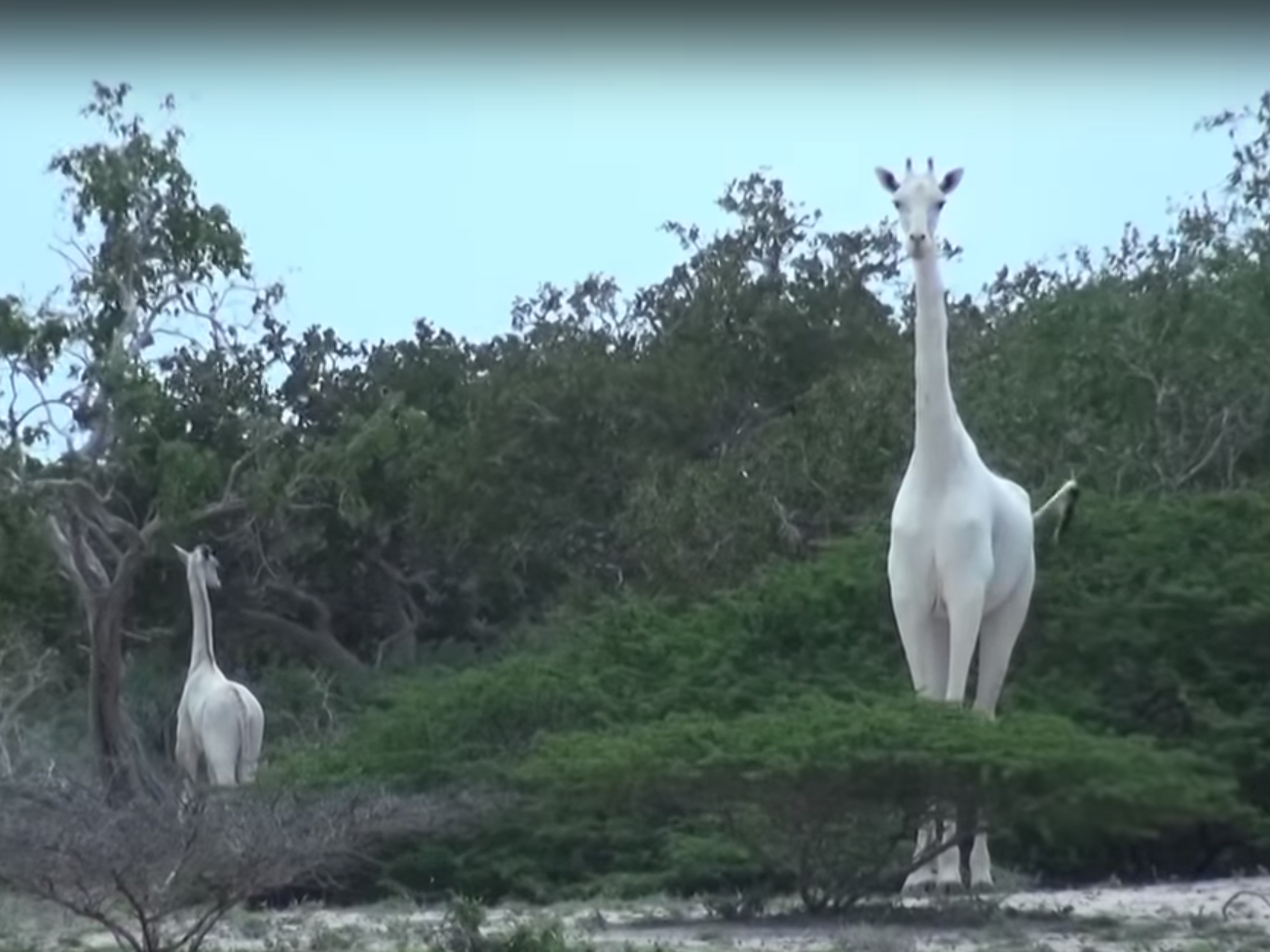 White giraffe believed to be last female in the world killed by poachers