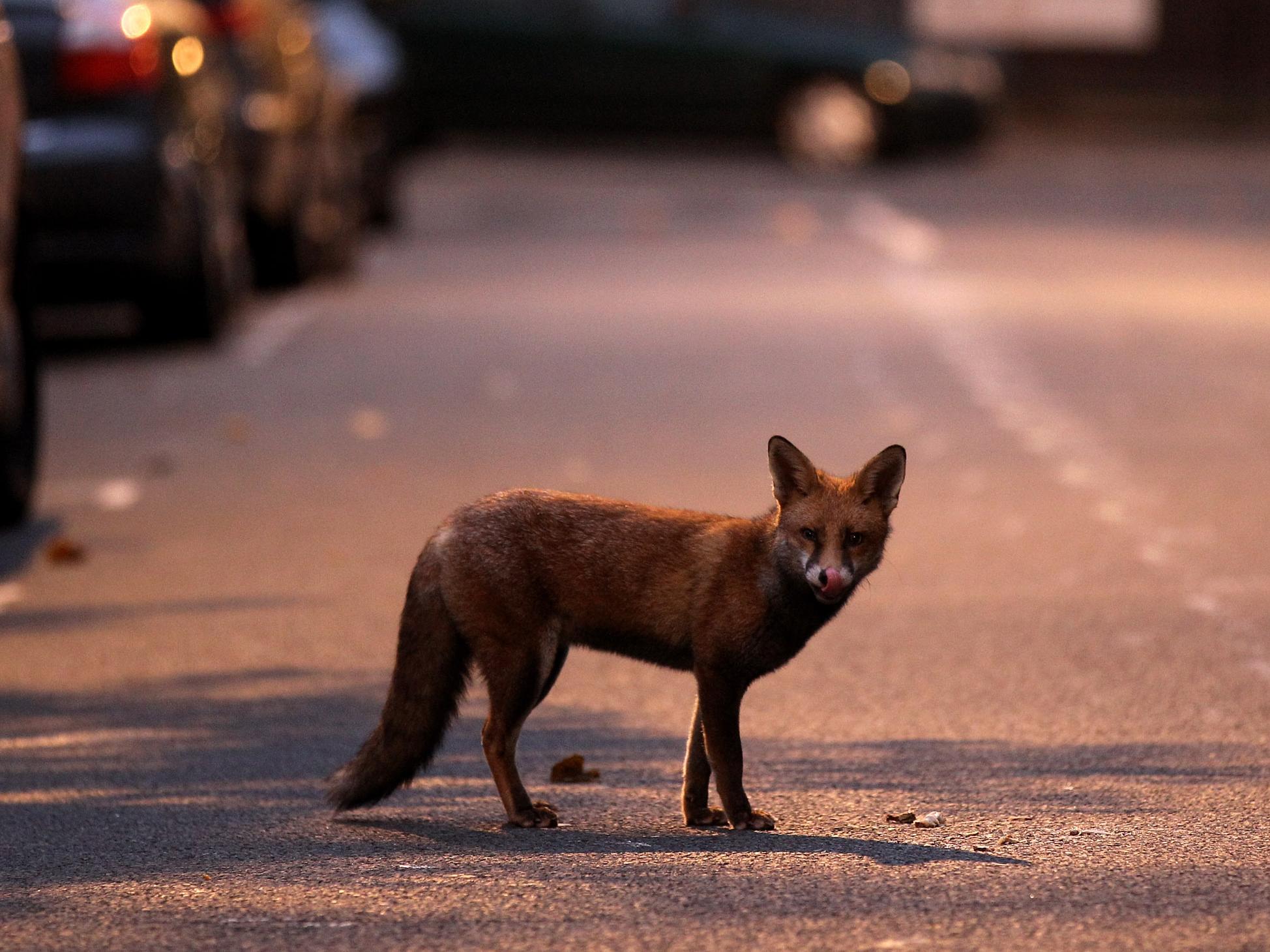 Urban foxes are growing more 'similar to domesticated dogs', research finds