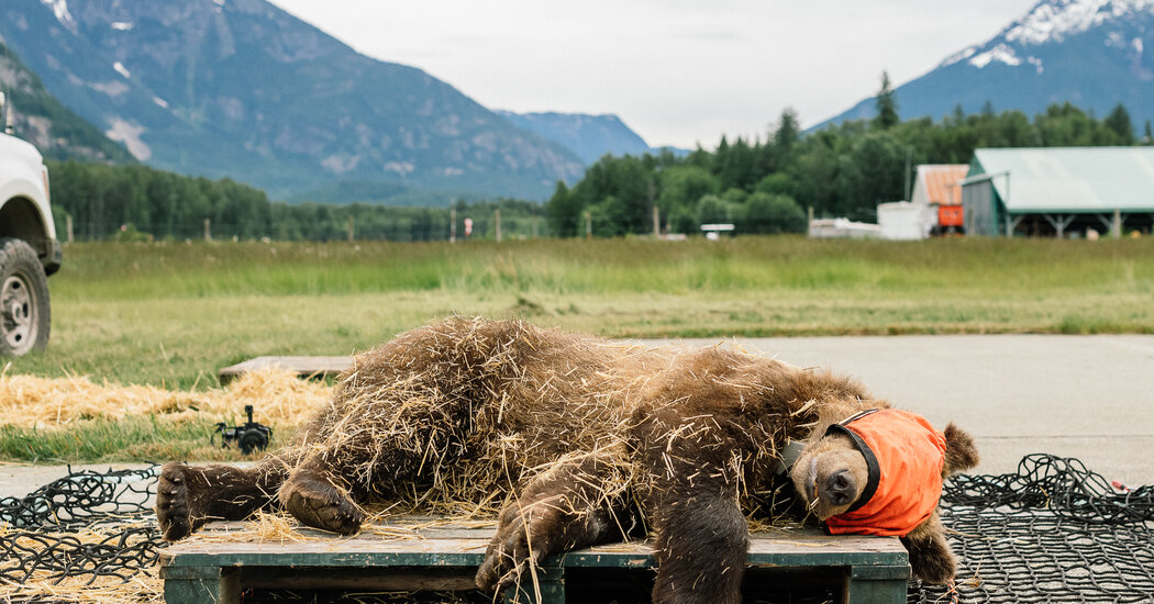 It’s a Grizzly Bear Survival Program. For Grizzly Bears.
