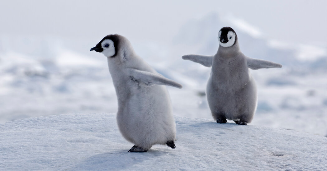 Climate Change Could Devastate Emperor Penguins, U.S. Officials Warn