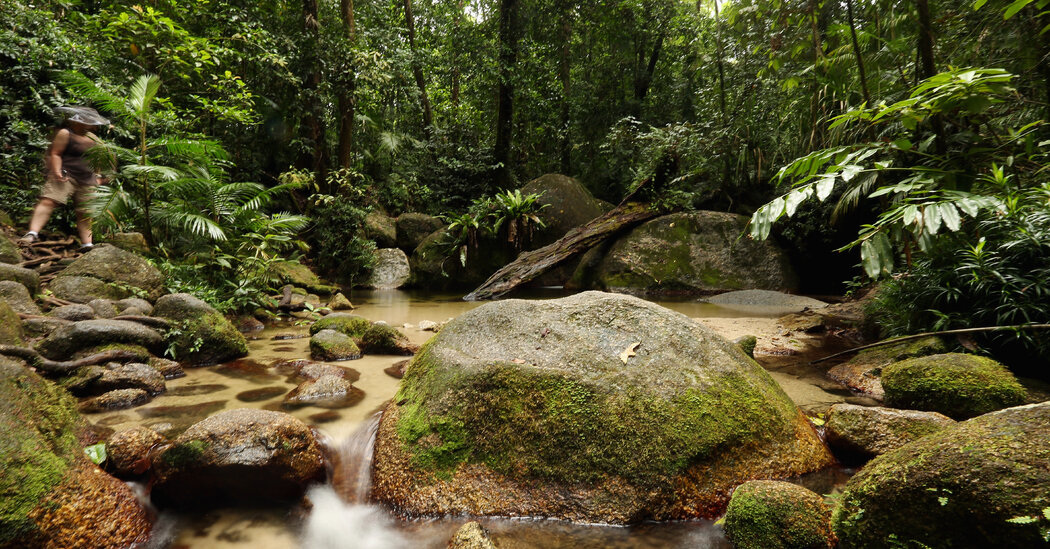 Daintree Forest in Australia Is Returned to Indigenous Owners