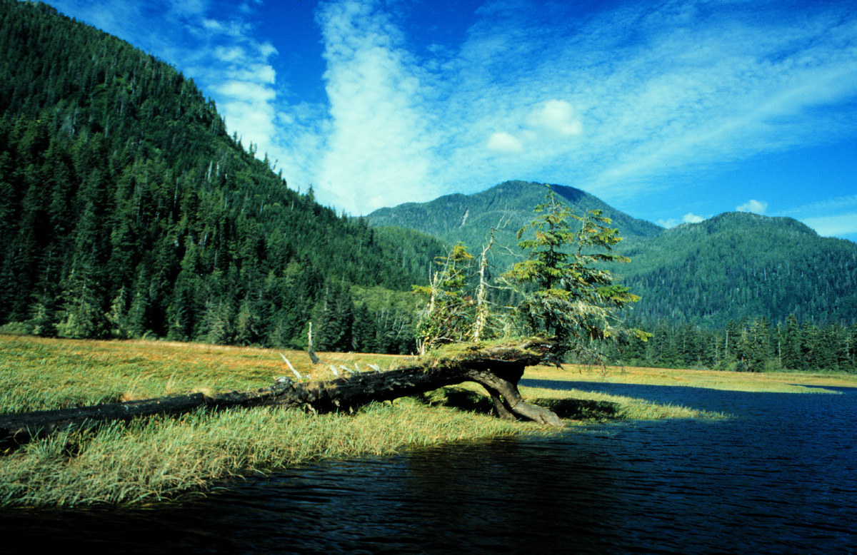 The boreal forest : our climate shield